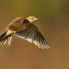Skrivan polni - Alauda arvensis - Sky Lark 0707